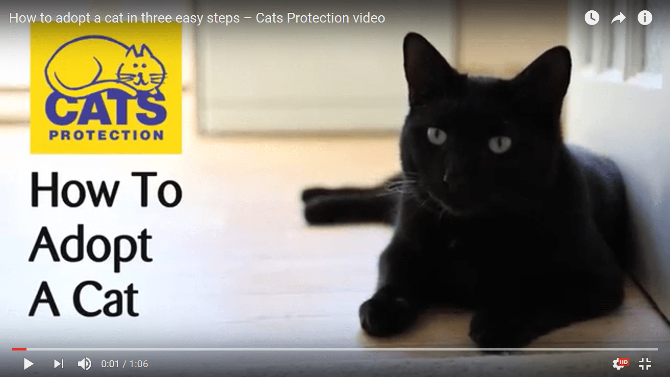 Adopt a cat